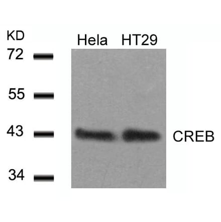 Western blot - CREB (Ab-129) Antibody from Signalway Antibody (21265) - Antibodies.com
