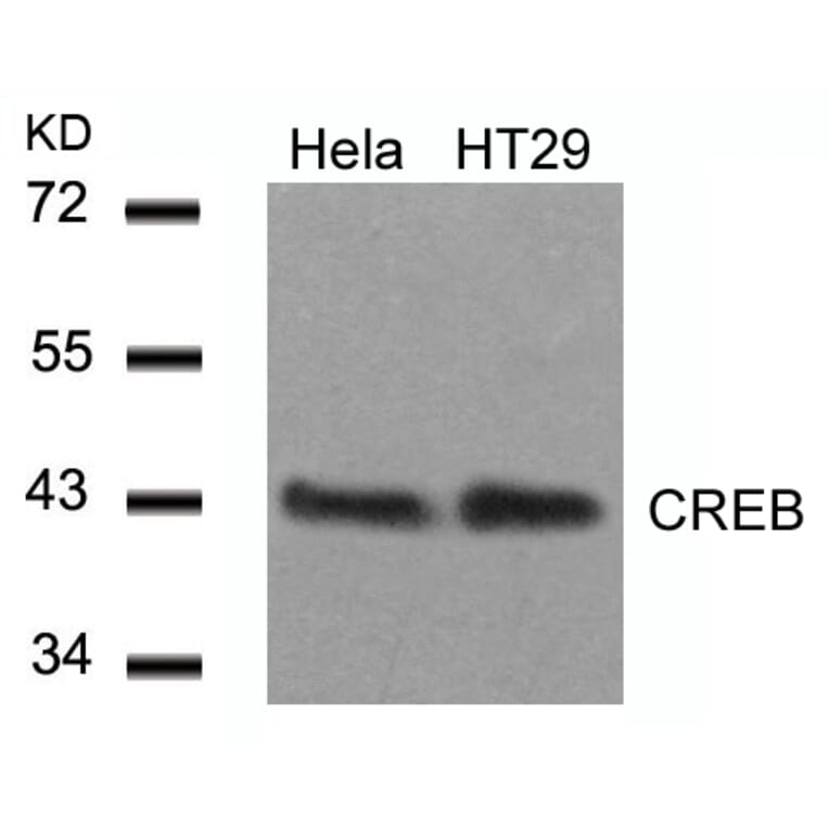 Western blot - CREB (Ab-129) Antibody from Signalway Antibody (21265) - Antibodies.com