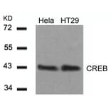 Western blot - CREB (Ab-129) Antibody from Signalway Antibody (21265) - Antibodies.com