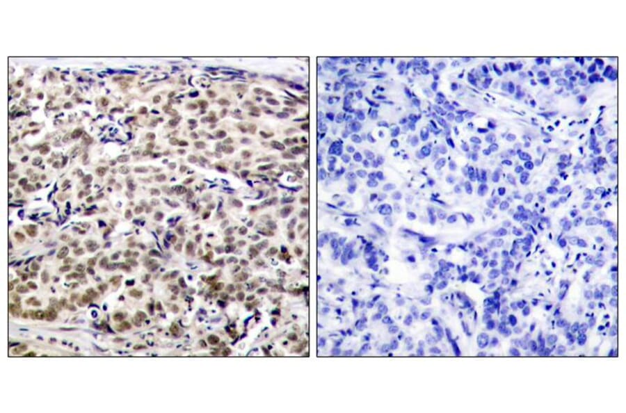 Immunohistochemistry - CREB (Ab-129) Antibody from Signalway Antibody (21265) - Antibodies.com