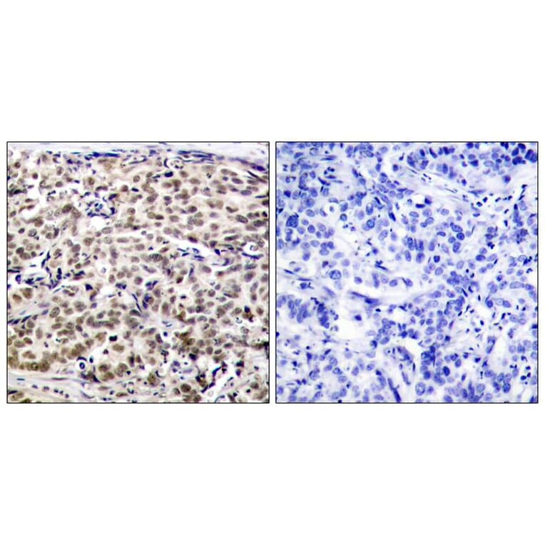 Immunohistochemistry - CREB (Ab-129) Antibody from Signalway Antibody (21265) - Antibodies.com