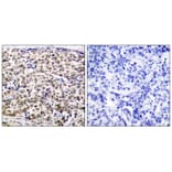 Immunohistochemistry - CREB (Ab-129) Antibody from Signalway Antibody (21265) - Antibodies.com