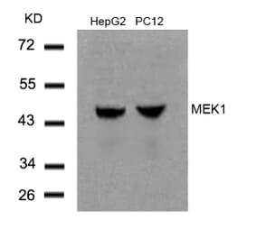 Western blot - MEK1 (Ab-291) Antibody from Signalway Antibody (21286) - Antibodies.com