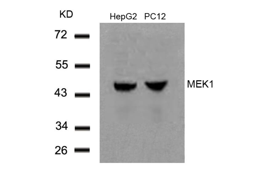 Western blot - MEK1 (Ab-291) Antibody from Signalway Antibody (21286) - Antibodies.com