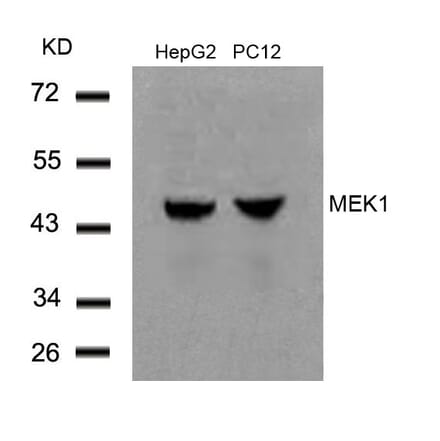 Western blot - MEK1 (Ab-291) Antibody from Signalway Antibody (21286) - Antibodies.com