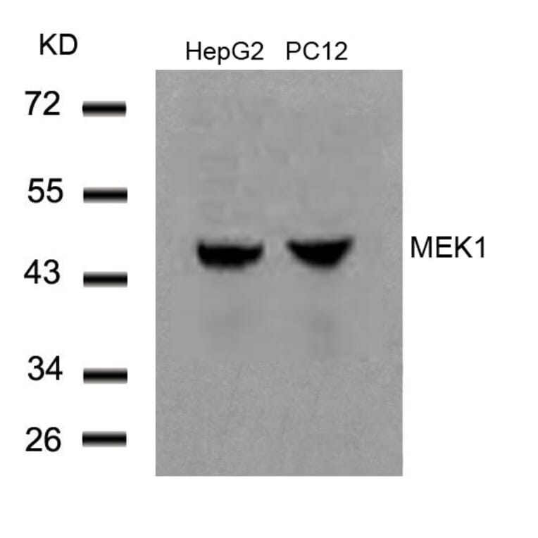 Western blot - MEK1 (Ab-291) Antibody from Signalway Antibody (21286) - Antibodies.com