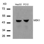 Western blot - MEK1 (Ab-291) Antibody from Signalway Antibody (21286) - Antibodies.com