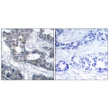 Immunohistochemistry - MEK1 (Ab-291) Antibody from Signalway Antibody (21286) - Antibodies.com
