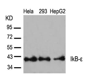 Western blot - IkB-e (Ab-22) Antibody from Signalway Antibody (21296) - Antibodies.com