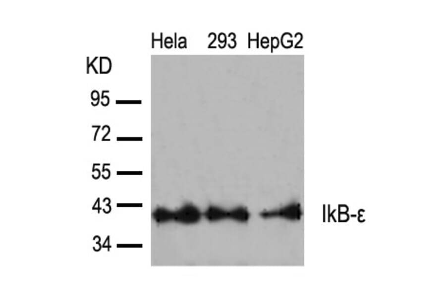 Western blot - IkB-e (Ab-22) Antibody from Signalway Antibody (21296) - Antibodies.com