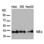 Western blot - IkB-e (Ab-22) Antibody from Signalway Antibody (21296) - Antibodies.com