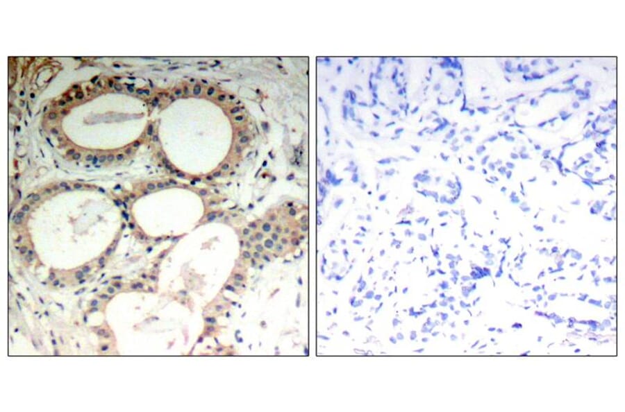 Immunohistochemistry - IkB-e (Ab-22) Antibody from Signalway Antibody (21296) - Antibodies.com