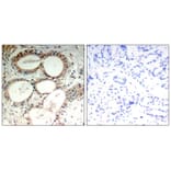 Immunohistochemistry - IkB-e (Ab-22) Antibody from Signalway Antibody (21296) - Antibodies.com