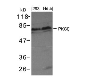 Western blot - PKCz (Ab-410) Antibody from Signalway Antibody (21314) - Antibodies.com