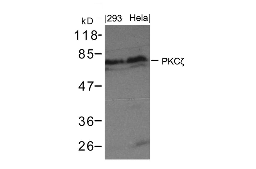 Western blot - PKCz (Ab-410) Antibody from Signalway Antibody (21314) - Antibodies.com