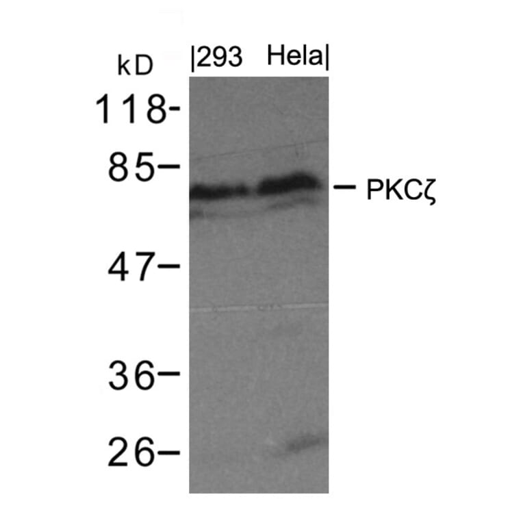 Western blot - PKCz (Ab-410) Antibody from Signalway Antibody (21314) - Antibodies.com