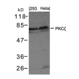 Western blot - PKCz (Ab-410) Antibody from Signalway Antibody (21314) - Antibodies.com