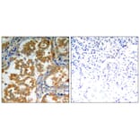 Immunohistochemistry - PKCz (Ab-410) Antibody from Signalway Antibody (21314) - Antibodies.com