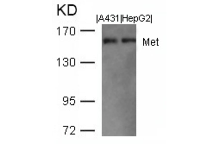 Western blot - Met (Ab-1003) Antibody from Signalway Antibody (21548) - Antibodies.com