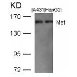 Western blot - Met (Ab-1003) Antibody from Signalway Antibody (21548) - Antibodies.com