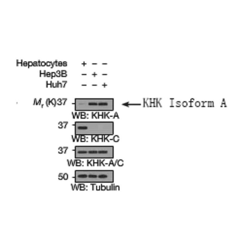 Western blot - KHK Isoform A Antibody from Signalway Antibody (21708) - Antibodies.com