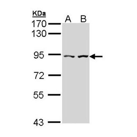 Alpha-catulin antibody from Signalway Antibody (22278) - Antibodies.com