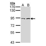 Alpha-catulin antibody from Signalway Antibody (22278) - Antibodies.com