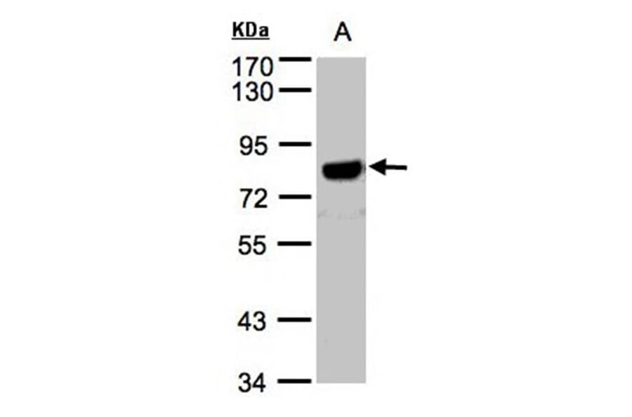 beta-Amyloid antibody from Signalway Antibody (22965) - Antibodies.com