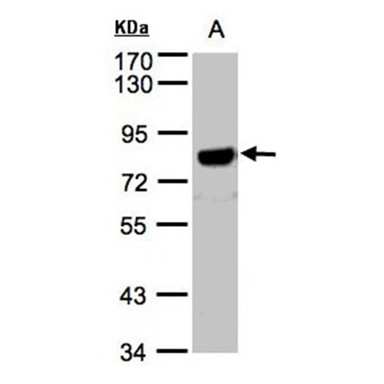 beta-Amyloid antibody from Signalway Antibody (22965) - Antibodies.com