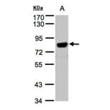 beta-Amyloid antibody from Signalway Antibody (22965) - Antibodies.com