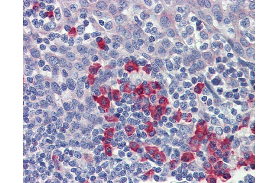 Immunohistochemistry - beta-Amyloid antibody from Signalway Antibody (22965) - Antibodies.com