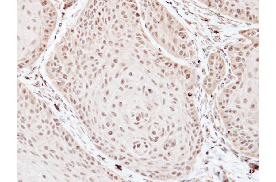 Immunohistochemistry - TFIID (SI-1) antibody from Signalway Antibody (23073) - Antibodies.com