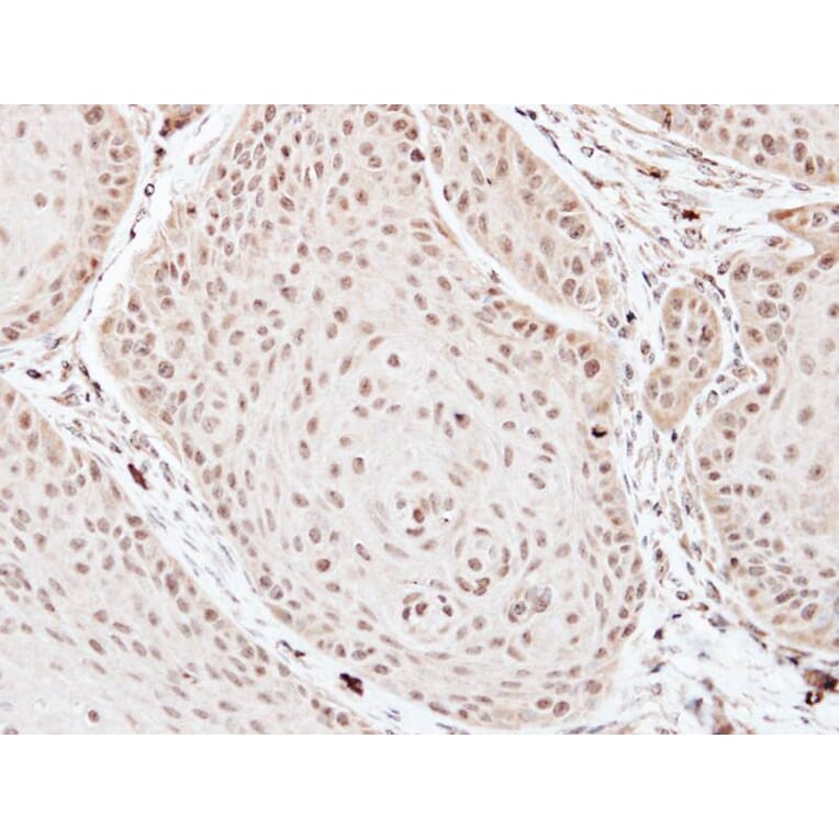 Immunohistochemistry - TFIID (SI-1) antibody from Signalway Antibody (23073) - Antibodies.com