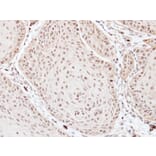 Immunohistochemistry - TFIID (SI-1) antibody from Signalway Antibody (23073) - Antibodies.com