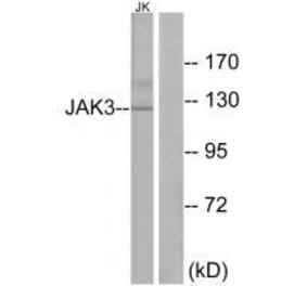 Western blot - JAK3 (Ab-785) Antibody from Signalway Antibody (33170) - Antibodies.com