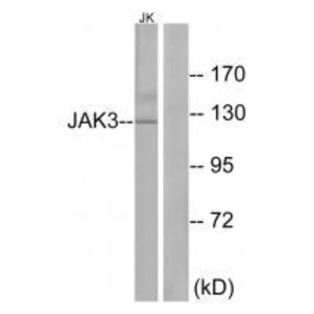Western blot - JAK3 (Ab-785) Antibody from Signalway Antibody (33170) - Antibodies.com