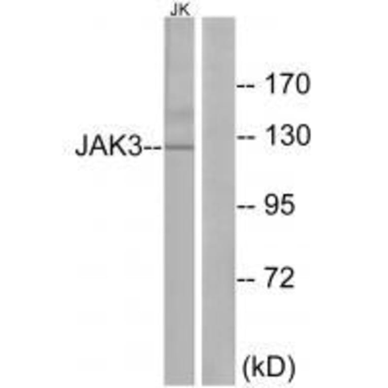 Western blot - JAK3 (Ab-785) Antibody from Signalway Antibody (33170) - Antibodies.com