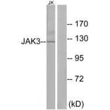 Western blot - JAK3 (Ab-785) Antibody from Signalway Antibody (33170) - Antibodies.com