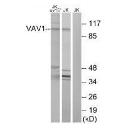 Western blot - VAV1 (Ab-174) Antibody from Signalway Antibody (33208) - Antibodies.com