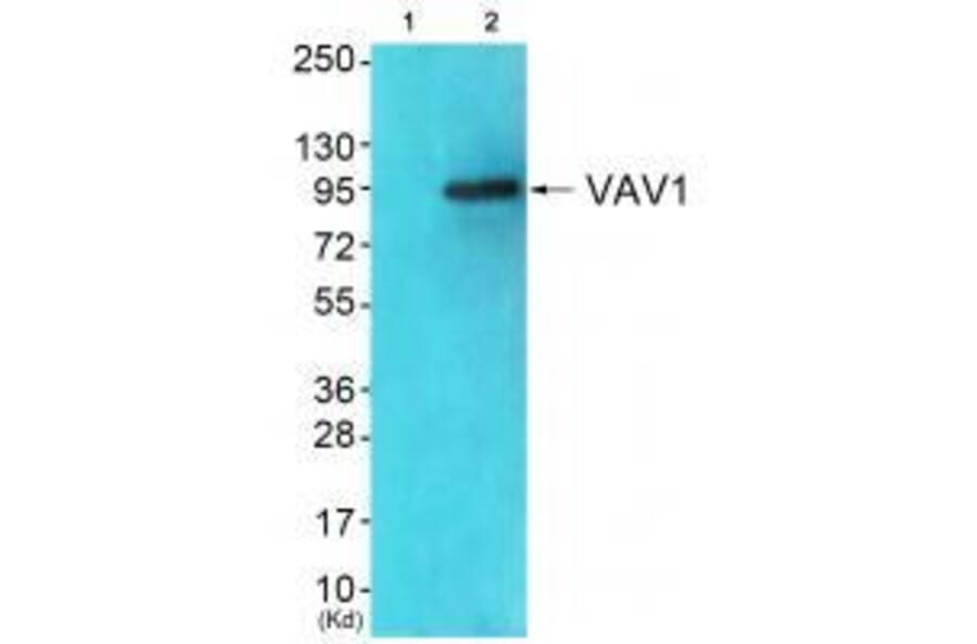Western blot - VAV1 (Ab-174) Antibody from Signalway Antibody (33208) - Antibodies.com
