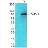 Western blot - VAV1 (Ab-174) Antibody from Signalway Antibody (33208) - Antibodies.com