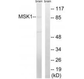 Western blot - MSK1 (Ab-212) Antibody from Signalway Antibody (33238) - Antibodies.com