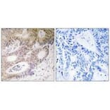 Immunohistochemistry - MSK1 (Ab-212) Antibody from Signalway Antibody (33238) - Antibodies.com