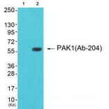 Western blot - PAK1 (Ab-204) Antibody from Signalway Antibody (33241) - Antibodies.com