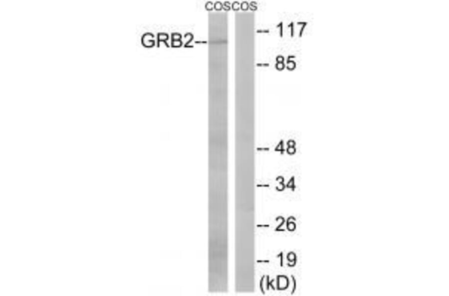 Western blot - GRB2 (Ab-159) Antibody from Signalway Antibody (33262) - Antibodies.com