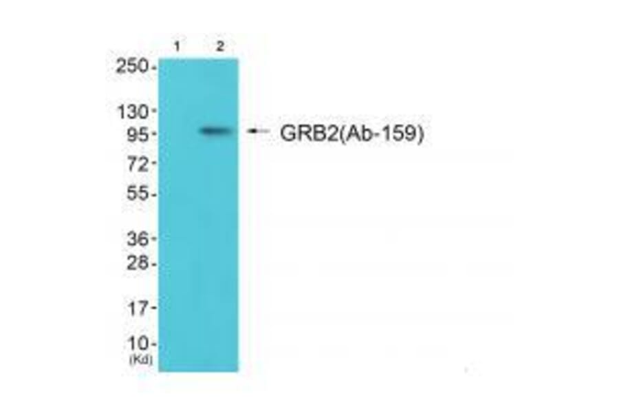 Western blot - GRB2 (Ab-159) Antibody from Signalway Antibody (33262) - Antibodies.com
