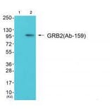 Western blot - GRB2 (Ab-159) Antibody from Signalway Antibody (33262) - Antibodies.com
