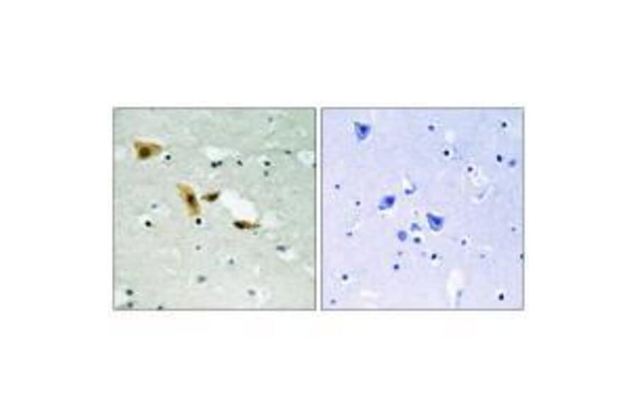 Immunohistochemistry - APLF (Ab-116) Antibody from Signalway Antibody (33273) - Antibodies.com