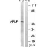 Western blot - APLF (Ab-116) Antibody from Signalway Antibody (33273) - Antibodies.com