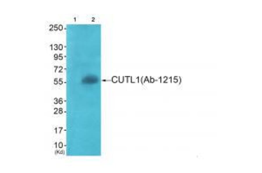Western blot - APLF (Ab-116) Antibody from Signalway Antibody (33273) - Antibodies.com